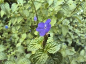 2MP macro camera