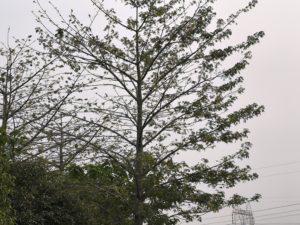 4x lossless digital zoom